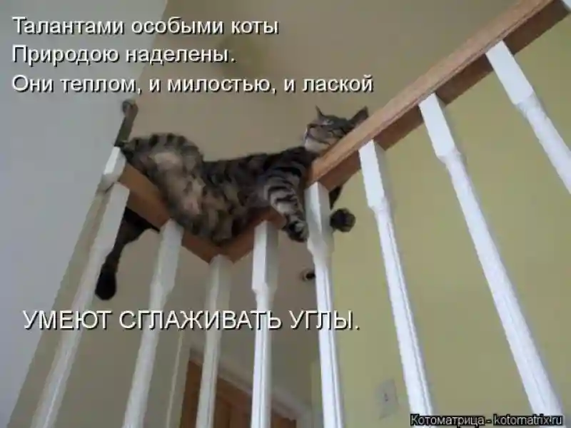 Лучшие котоматрицы недели1