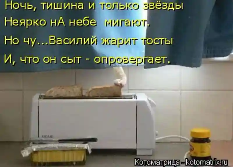 Лучшие котоматрицы недели1