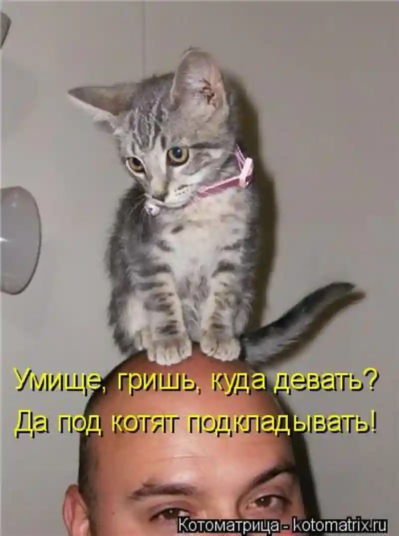 Лучшие котоматрицы недели1