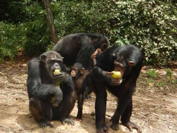 Жизнь бывших подопытных шимпанзе 