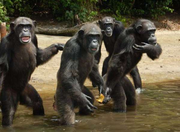 Жизнь бывших подопытных шимпанзе 