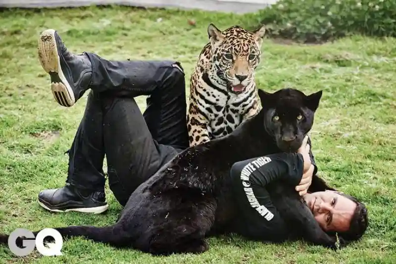 BlackJaguarWhiteTiger: Благородные Стражи Больших Кошек