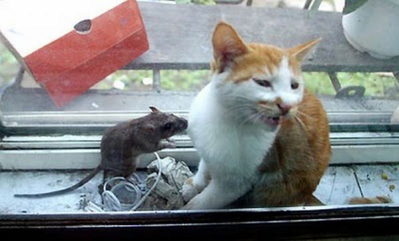 Кот и мышка 