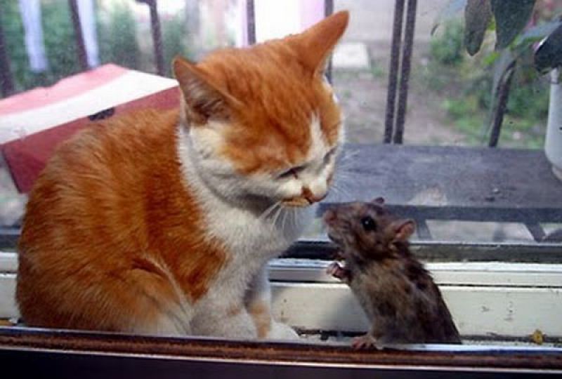 Кот и мышка 