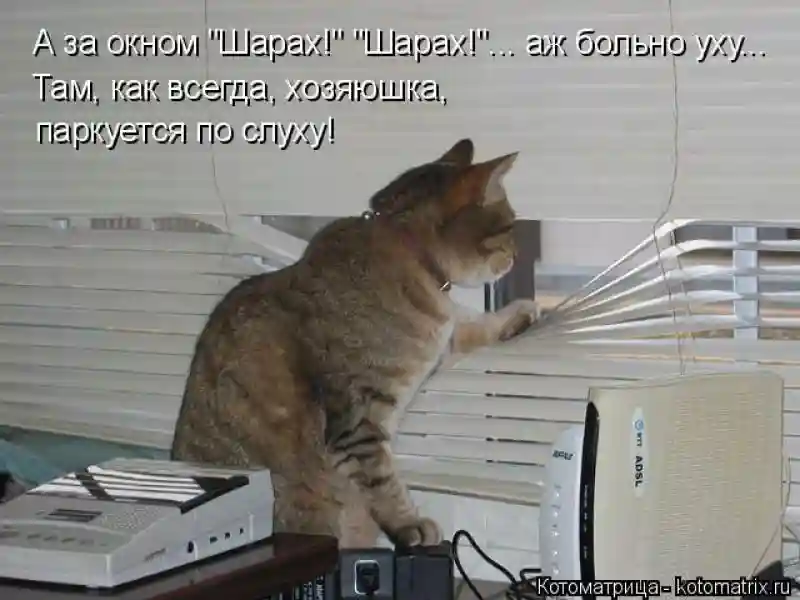 Лучшие котоматрицы недели 