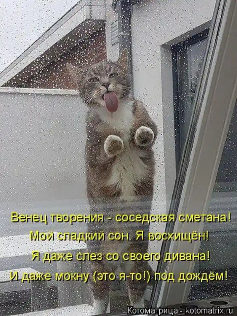 Лучшие котоматрицы недели 