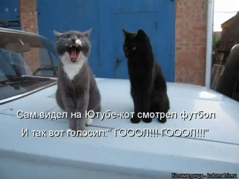 Лучшие котоматрицы недели 