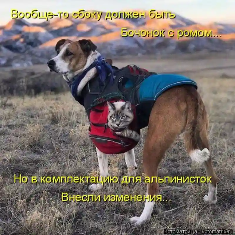 Лучшие котоматрицы недели 