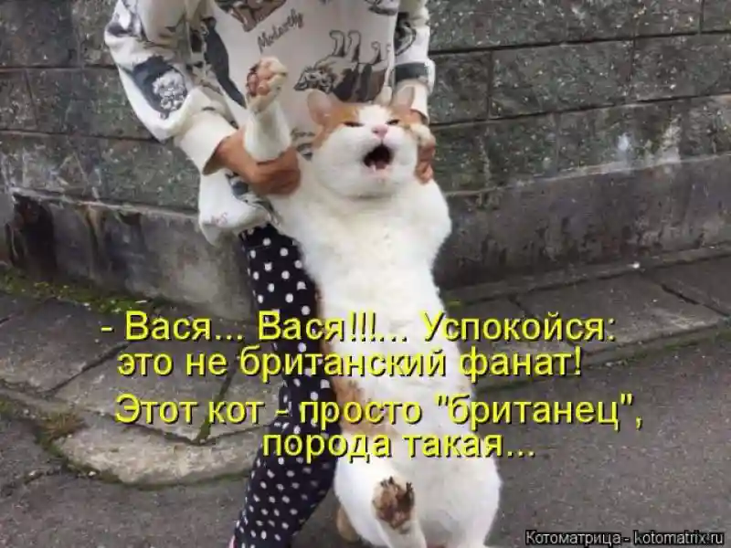 Лучшие котоматрицы недели 