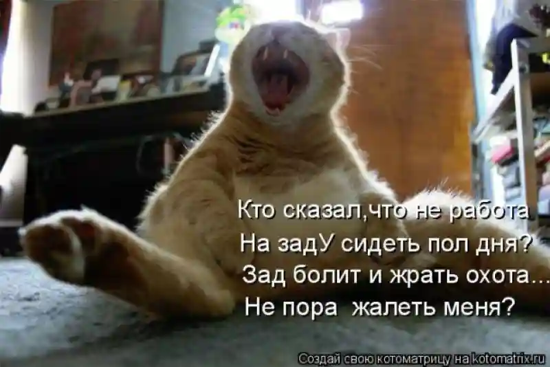 Лучшие котоматрицы недели 