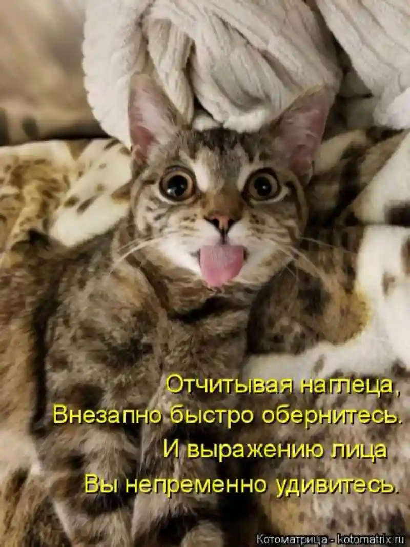 Лучшие котоматрицы недели 