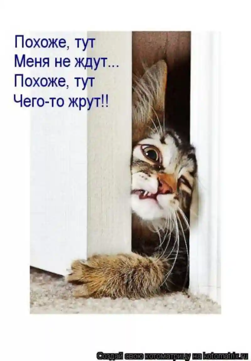 Лучшие котоматрицы недели 