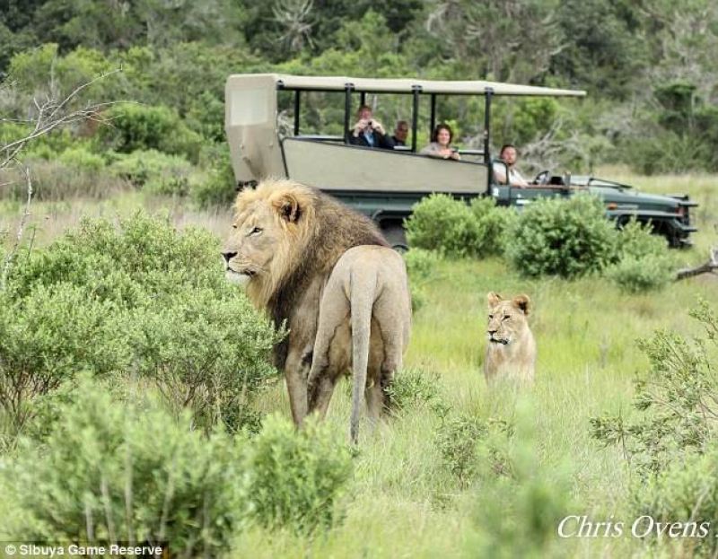 Львы съели браконьеров, которые охотились на носорогов 