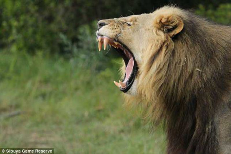 Львы съели браконьеров, которые охотились на носорогов 