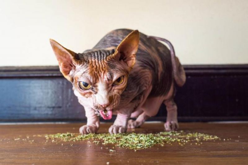 Наркотики для кошек 