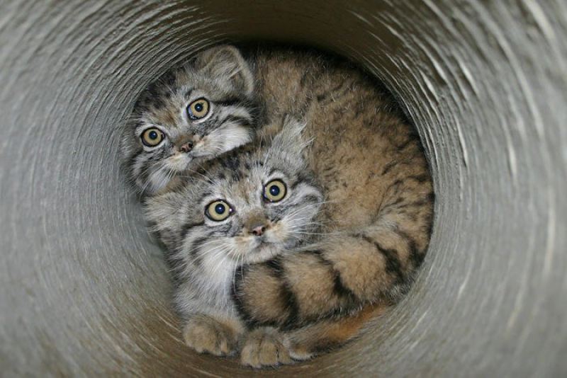 Забавные фотографии диких котов – манулов 