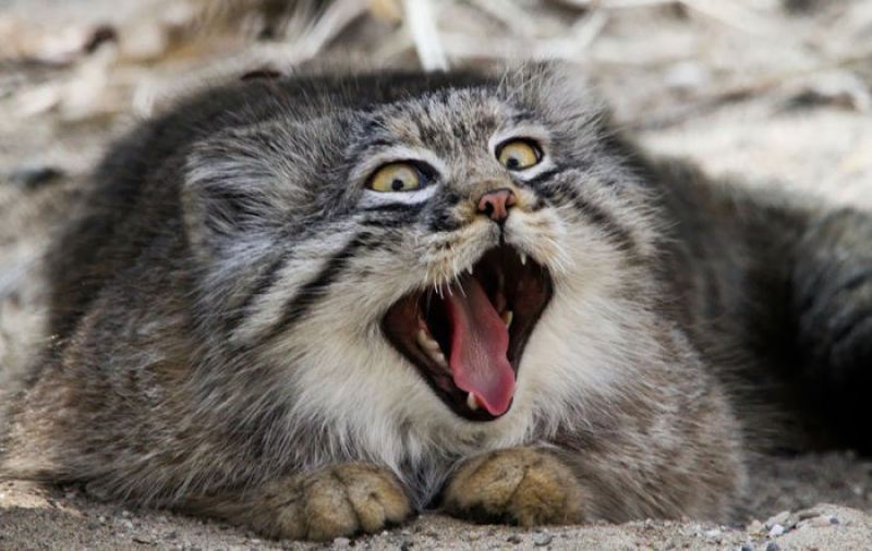 Забавные фотографии диких котов – манулов 