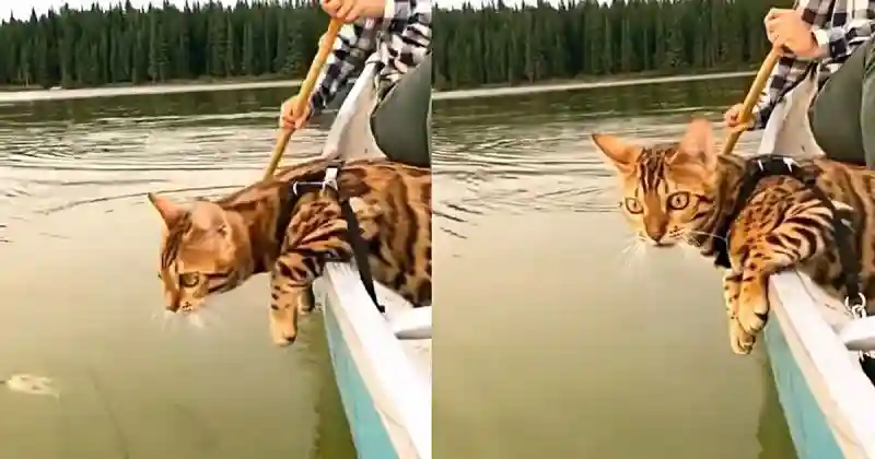 Кот плывет на лодке и внимательно изучает воду за бортом