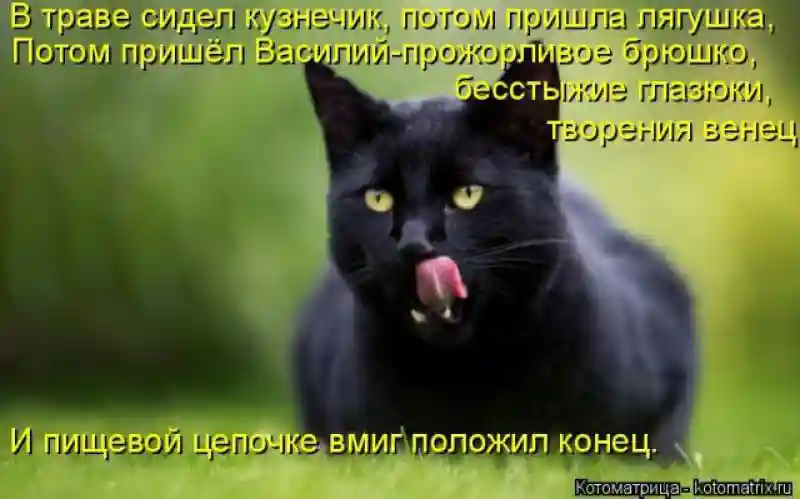 Лучшие котоматрицы недели 