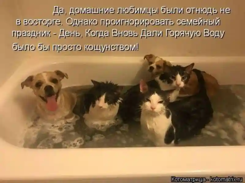 Лучшие котоматрицы недели 