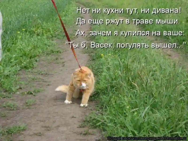 Лучшие котоматрицы недели 