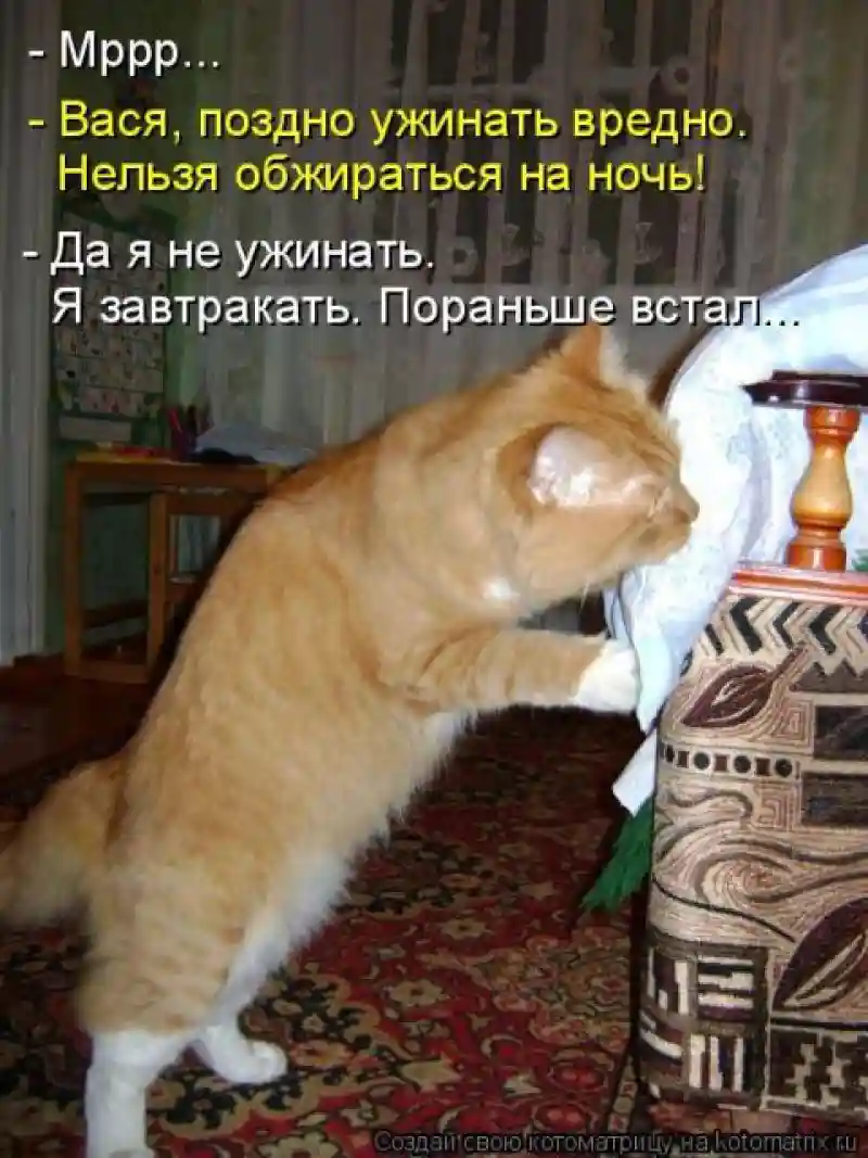 Лучшие котоматрицы недели 