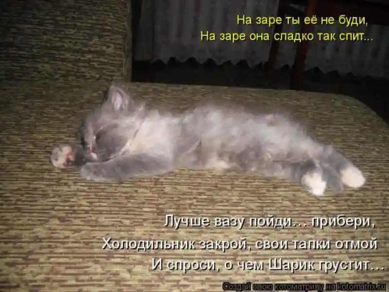 Лучшие котоматрицы недели 