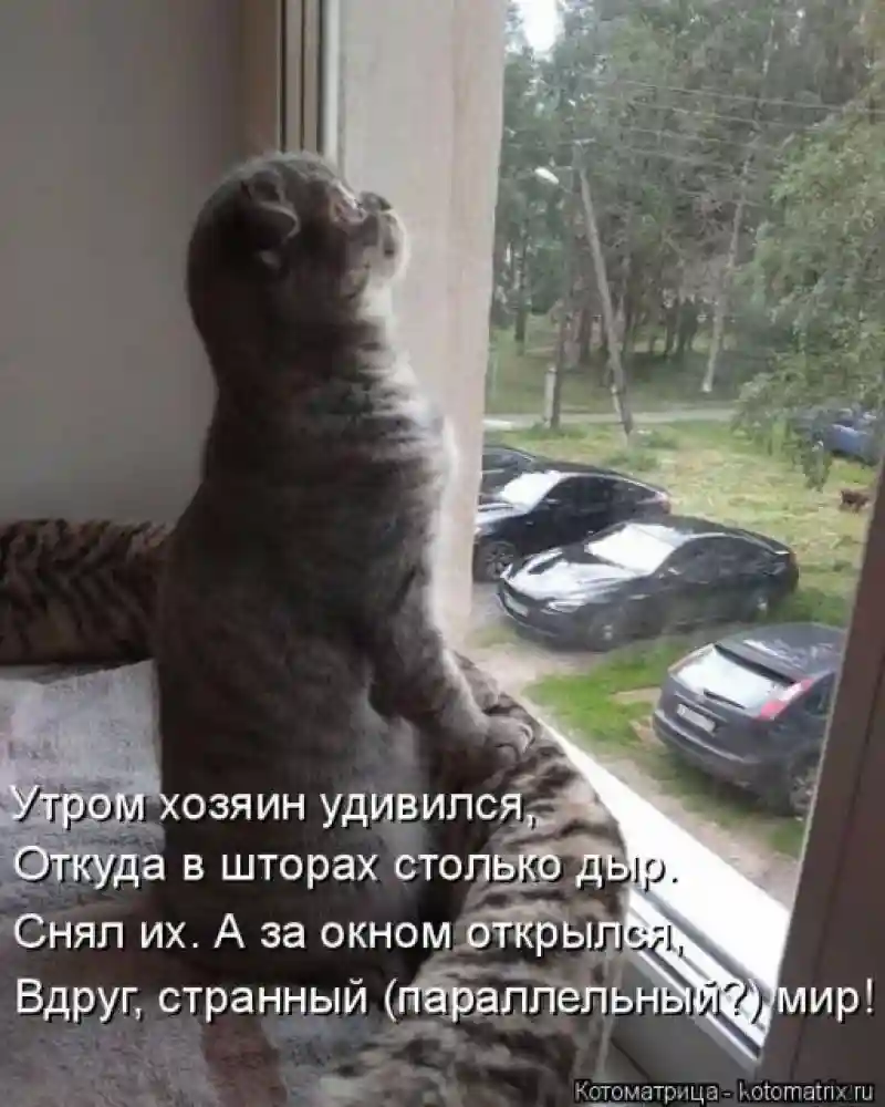 Лучшие котоматрицы недели 