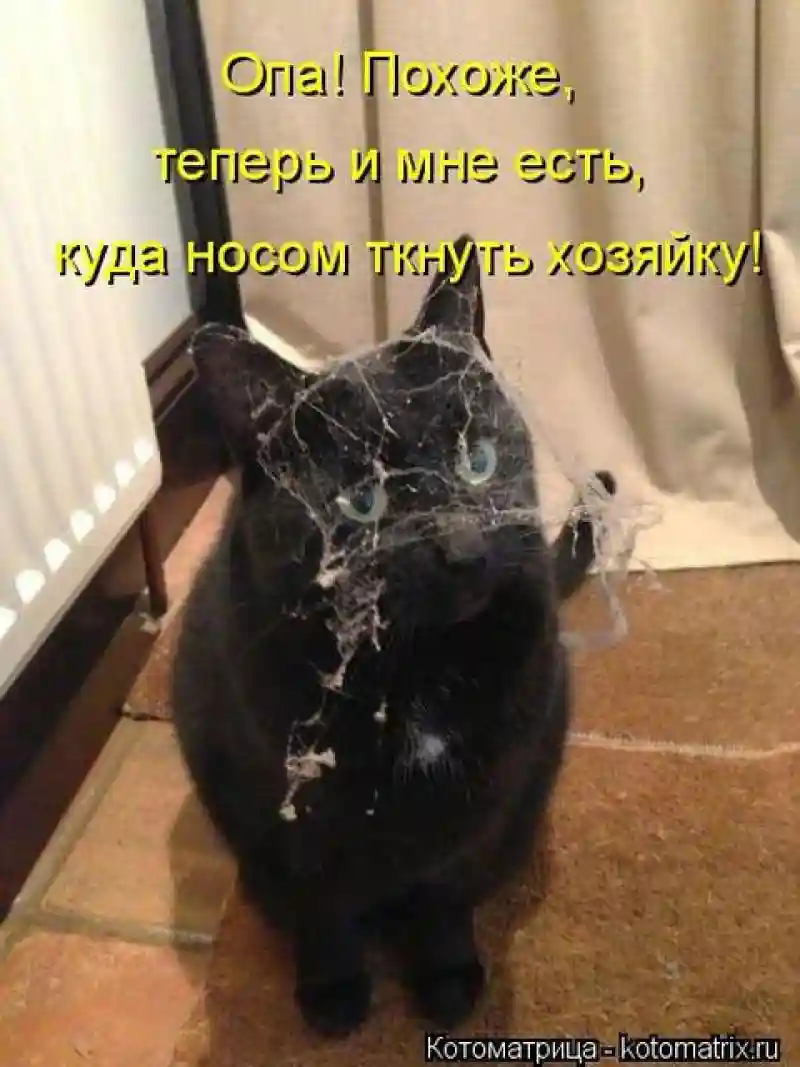 Лучшие котоматрицы недели 