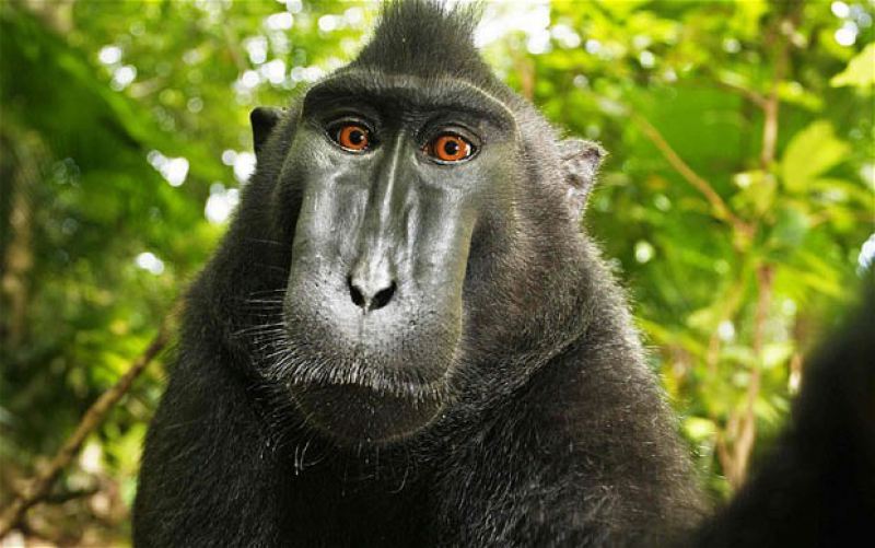 Улыбающаяся обезьяна устроила себе фотосессию 