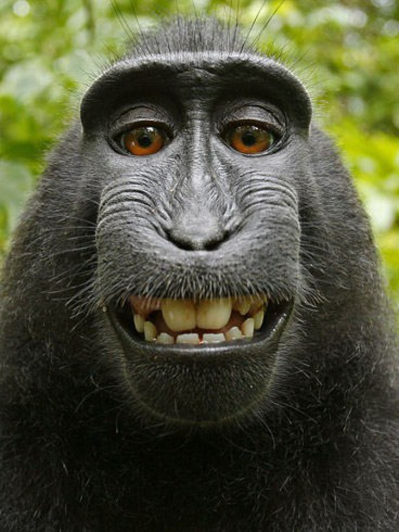 Улыбающаяся обезьяна устроила себе фотосессию 
