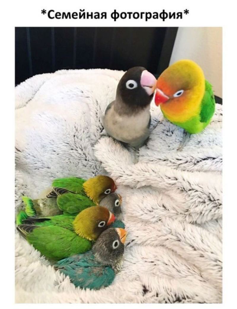 Про любовь двух попугаев