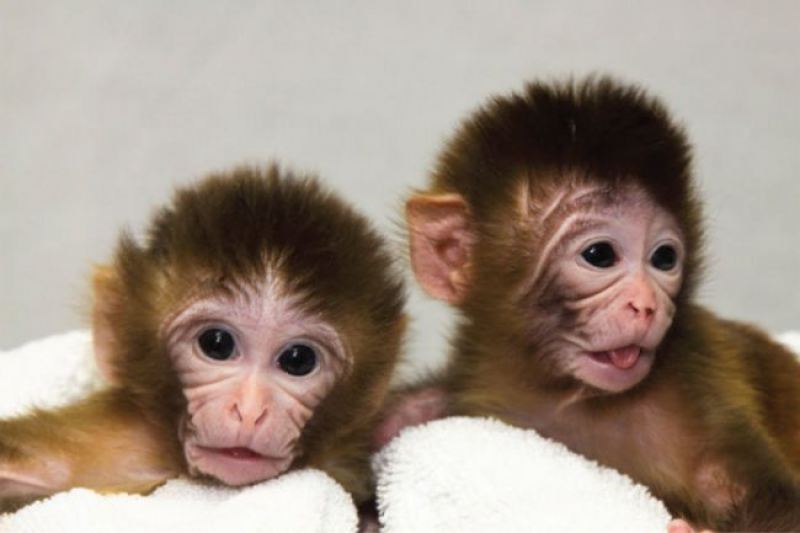 Ученые из Китая впервые клонировали примата