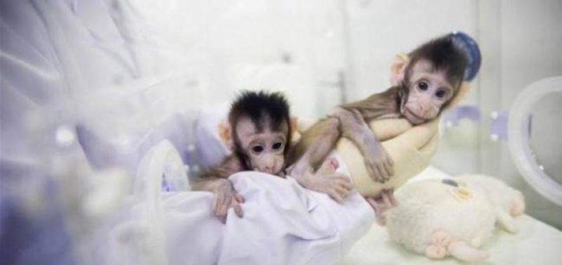 Ученые из Китая впервые клонировали примата