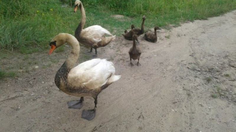 В Бресте спасли семью лебедей от нефти, слитых в озеро 