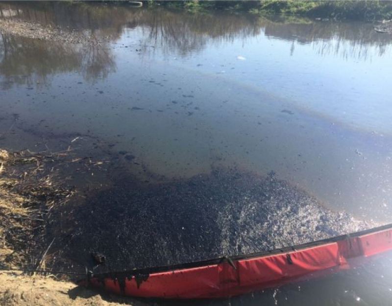 В Бресте спасли семью лебедей от нефти, слитых в озеро 