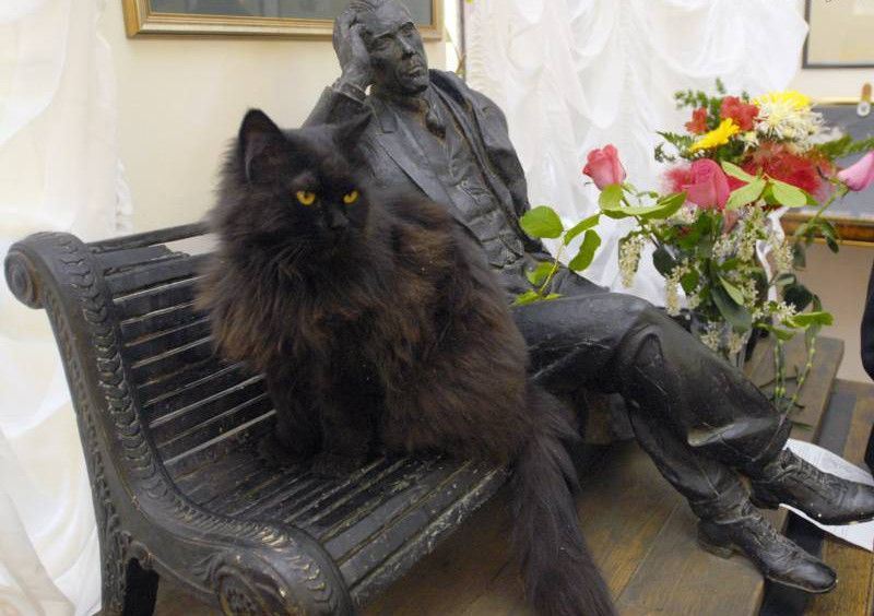 В Москве объявлен план лапки: из дома-музея Булгакова украли кота Бегемота