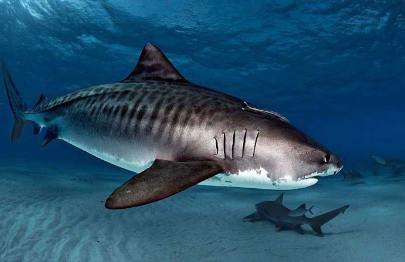 Рыбы - тигровая акула