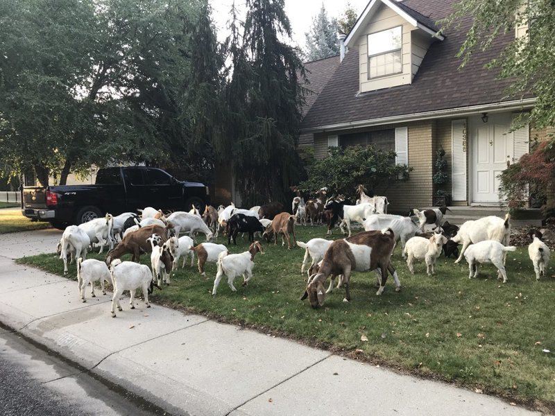 Настоящий козопокалипсис: Американский город атаковали десятки коз
