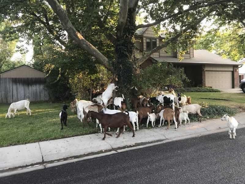 Настоящий козопокалипсис: Американский город атаковали десятки коз