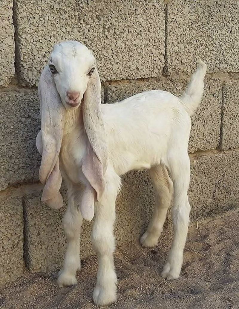 Самые уродливые козлы в мире живут в Саудовской Аравии