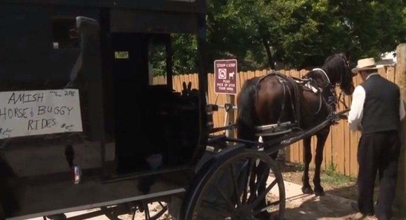 Амиши запустили собственный Uber с лошадьми и каретами