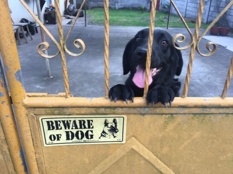 17 собак, которых поставили охранять дом, но они вообще без понятия как это делать