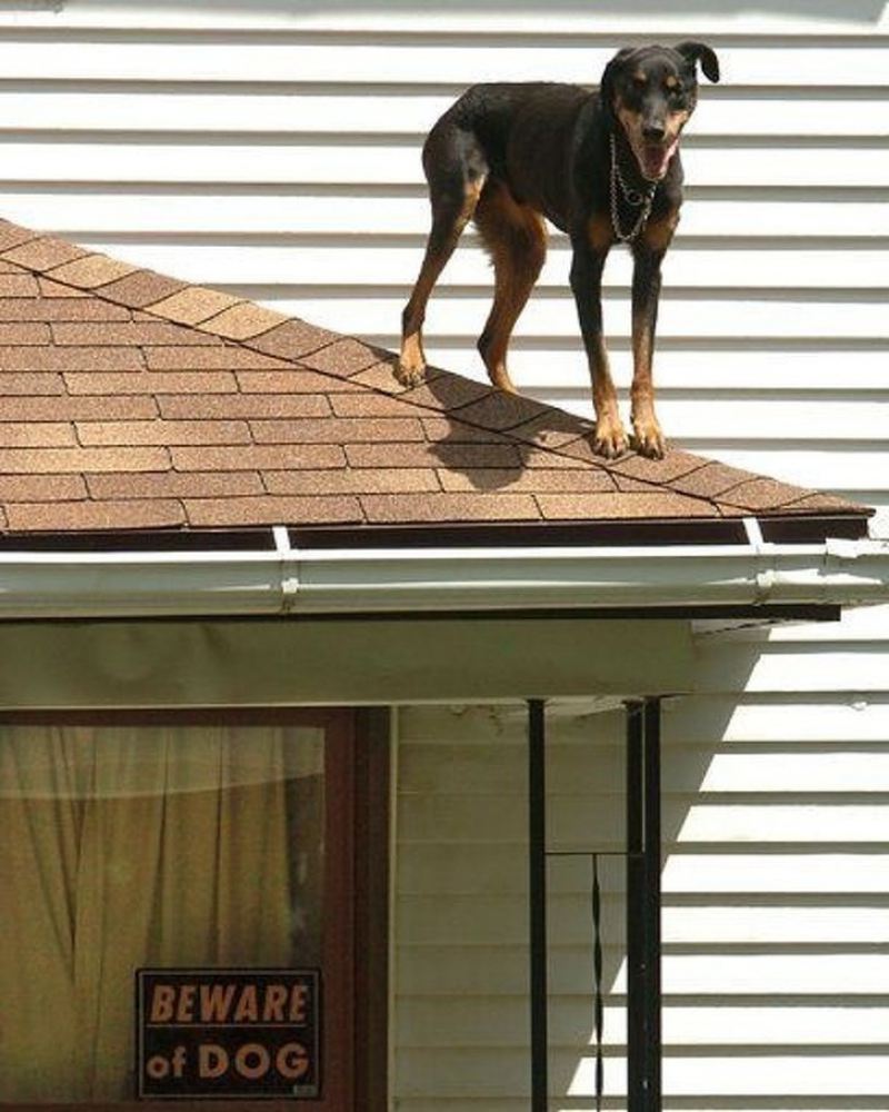 17 собак, которых поставили охранять дом, но они вообще без понятия как это делать