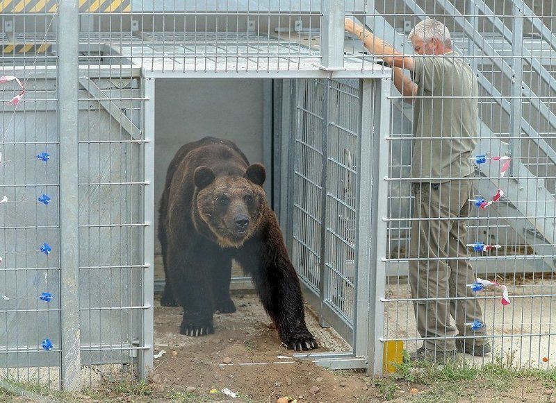 После 17 лет неволи уссурийский медведь обрел свободу
