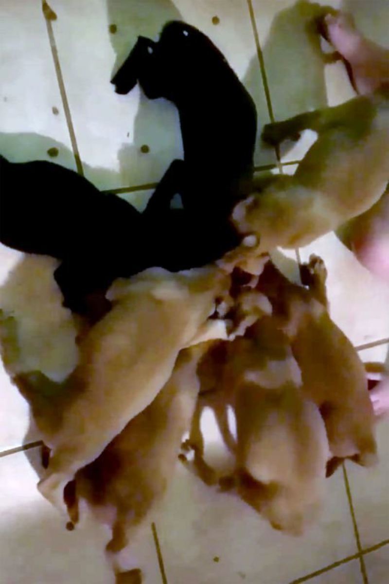Видео: случайный прохожий спас щенков, брошенных на дикой жаре
