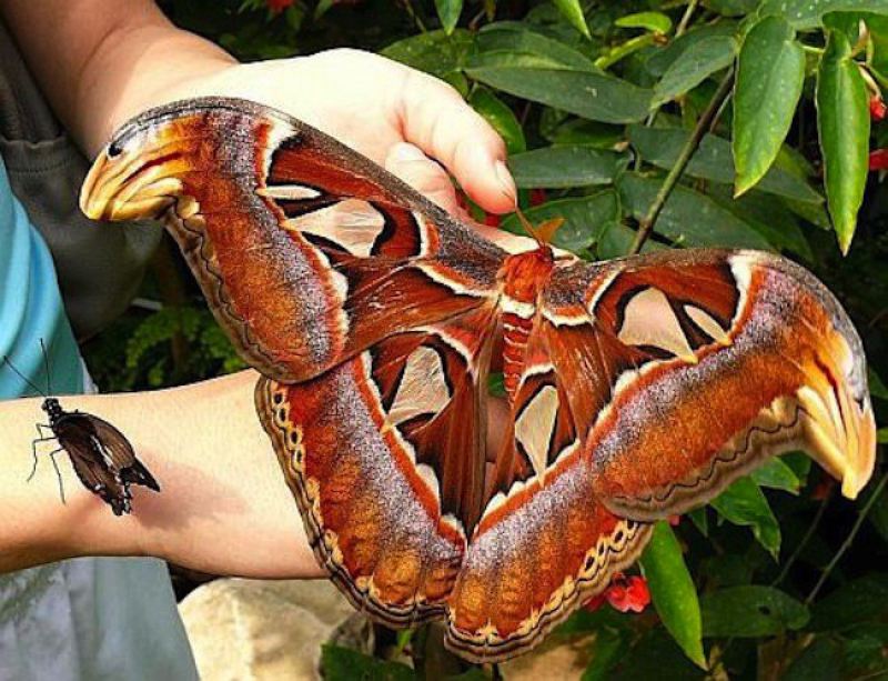 Тайская бабочка павлиноглазка 