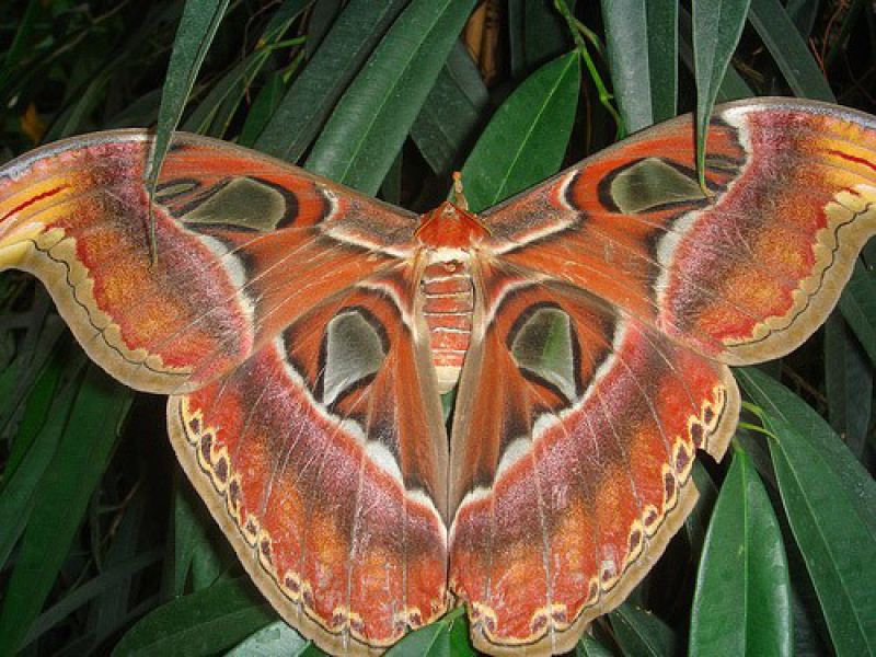 Тайская бабочка павлиноглазка 