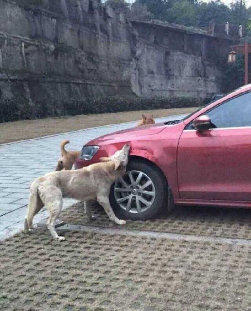 Бездомные собаки решили полакомиться автомобилем 