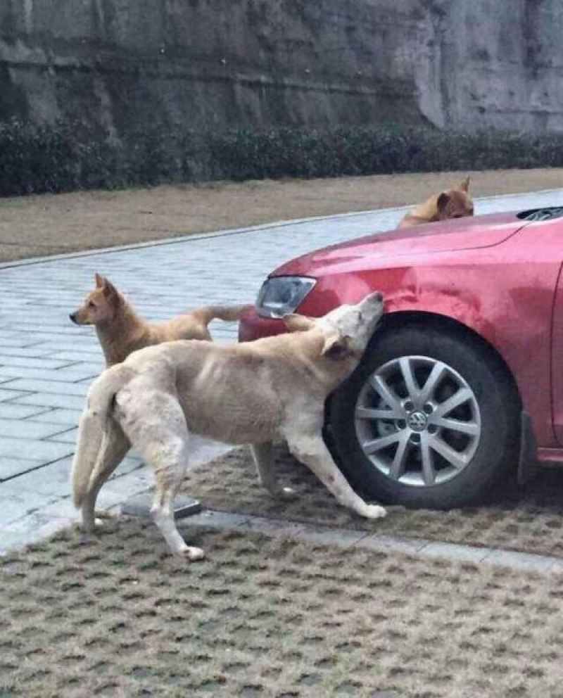 Бездомные собаки решили полакомиться автомобилем 